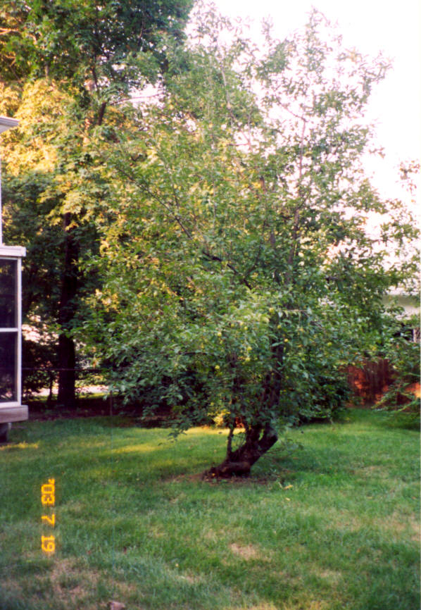 Miriam's apple tree.